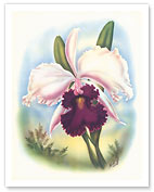 Hawaiian Orchid, Airbrush - Fine Art Prints & Posters