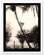 Climbing for Coconuts - Boy climbing a Coconut Tree, Lahaina, Maui - Fine Art Prints & Posters