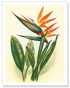 Bird of Paradise - Fine Art Prints & Posters