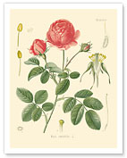 Cabbage Rose (Rosa Centifolia - Rosaceae) - Köhler's Medicinal Plants - Fine Art Prints & Posters