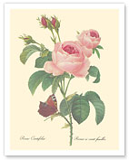 Rose Centifolia (One Hundred-Leaved Rose) - from 