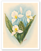 White Ginger - Giclée Art Prints & Posters