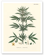 Cannabis Sativa - Common Hemp - Giclée Art Prints & Posters