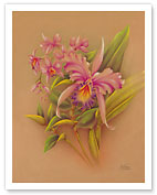 Pink Cattleya Orchid Flower - Hale Pua Studio Hawaii - Fine Art Prints & Posters