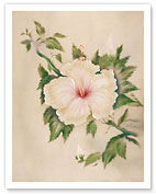 Hawaiian White Hibiscus (Pua Aloalo) - Fine Art Prints & Posters