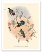 Hummingbirds on Branch - Veruguan Lance-Bill (Dorifera Veraguensis) - Fine Art Prints & Posters