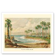 Palmyra Palm Trees (Toddy Palms) - Sri Lanka (Ceylon) - c. 1889 - Giclée Art Prints & Posters