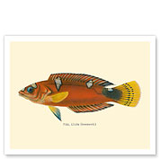 Pihi (Julis Greenovii) - Clown Wrasse Fish - from Fishes of Hawaii - c. 1905 - Giclée Art Prints & Posters