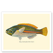Ohua (Stethojulis Albovittata) - Blue-Lined Wrasse Fish - from Fishes of Hawaii - c. 1905 - Giclée Art Prints & Posters