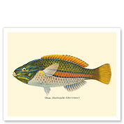 Ohua (Stethojulis Albovittata) - Blue-Lined Wrasse Fish - from Fishes of Hawaii - c. 1905 - Fine Art Prints & Posters