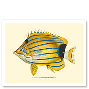 Lauhau (Chaetodon Fremblii) - Hawaiian Bluestripe Butterflyfish - from Fishes of Hawaii - c. 1905 - Fine Art Prints & Posters