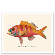 Ula'ula - Hawaiian Ruby Snapper Onaga - Fine Art Prints & Posters