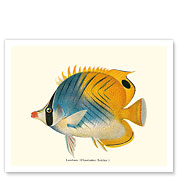 Lau Hau - Butterflyfish - Giclée Art Prints & Posters