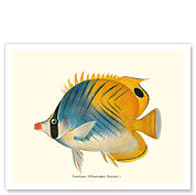 Lau Hau - Butterflyfish - Fine Art Prints & Posters