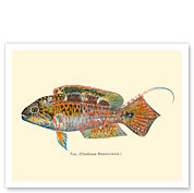 Pou (Cheilinus Bimaculatus) - Two Spot Wrasse Fish - from Fishes of Hawaii - c. 1905 - Fine Art Prints & Posters