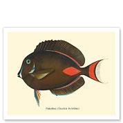 Pakuikui (Teuthis Achilles) - Achilles Tang Fish - from Fishes of Hawaii - c. 1905 - Giclée Art Prints & Posters