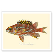 Alaihi (Holocentrus Diadema) - Hawaiian Squirrel Fish - from Fishes of Hawaii - c. 1905 - Giclée Art Prints & Posters