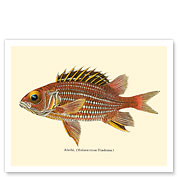 Alaihi (Holocentrus Diadema) - Hawaiian Squirrel Fish - from Fishes of Hawaii - c. 1905 - Fine Art Prints & Posters