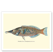 Bird Wrasse (Hinalea I'iwi) - from Fishes of Hawaii - c. 1905 - Fine Art Prints & Posters