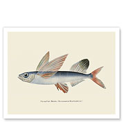 Flying Fish (Malolo) - Waikiki Hawaii Aquarium - Giclée Art Prints & Posters