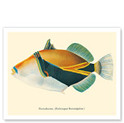 HumuHumu (Balistapus Rectangulus) - Hawaiian Reef Triggerfish - Humuhumunukunukuapua'a - from Fishes of Hawaii - Fine Art Prints & Posters