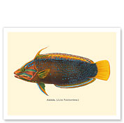 ‘Akilolo (Julis Pulcherrima) - Clown Wrasse Fish - from Fishes of Hawaii - c. 1905 - Fine Art Prints & Posters