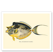 Kala (Acanthurus Unicornis) - Bluespined Unicorn Fish - from Fishes of Hawaii - c. 1905 - Fine Art Prints & Posters