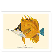 Nukunuku (Forcipiger Longirostris) - Hawaiian Longnose Butterflyfish - from Fishes of Hawaii - c. 1905 - Giclée Art Prints & Posters