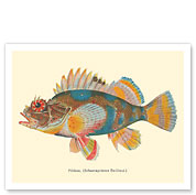 Pilikoa (Sebastapristes Baillieui) - From Fishes of Hawaii - c. 1905 - Giclée Art Prints & Posters