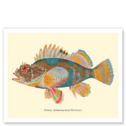 Pilikoa (Sebastapristes Baillieui) - From Fishes of Hawaii - c. 1905 - Fine Art Prints & Posters