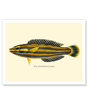 Hawaiian Hilu - Yellowstripe Coris (Julis Flavovittata) - Fishes of Hawaii - c. 1905 - Fine Art Prints & Posters