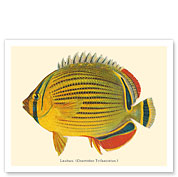 Lauhau (Chaetodon Trifasciatus) - Hawaiian Rainbow Butterflyfish - from Fishes of Hawaii - c. 1905 - Giclée Art Prints & Posters