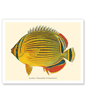 Lauhau (Chaetodon Trifasciatus) - Hawaiian Rainbow Butterflyfish - from Fishes of Hawaii - c. 1905 - Fine Art Prints & Posters