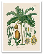 Betel Nut Palm - From Hermann Koehler's Medicinal Plants - Areca Catechu Palm - Fine Art Prints & Posters