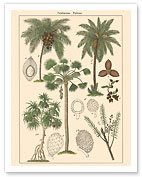 Screw-Pine Tree (Pandaneae) - Palm Trees (Palmae) - Fine Art Prints & Posters