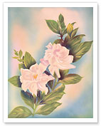 Hawaiian Gardenia (Nanu) - Fine Art Prints & Posters