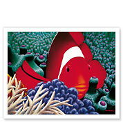 Diva, Tomato Clown Fish - Giclée Art Prints & Posters