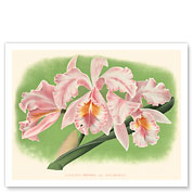 Cattleya Orchid - Cattleya Mossiae var. Bousiesiana - Pink Flower - Giclée Art Prints & Posters