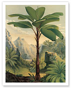 Seychelles Stilt Palm - Giclée Art Prints & Posters