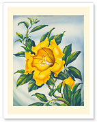Yellow Hibiscus (Ma'o Hau Hele) - State Flower of Hawaii - c. 1940's - Fine Art Prints & Posters
