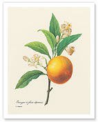 Orange Fruit (Oranger a fruits deprimes) - From the Book: Choix des Plus Belles Fleurs (Choice of the Most Beautiful Flowers) - Fine Art Prints & Posters