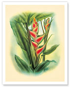 Heliconia - Color Book Plate from - In An Old Hawaiian Garden - Fine Art Prints & Posters