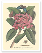 Plumeria - Flore Roseo Odoratissimo - Frangipani - c. 1749 - Giclée Art Prints & Posters