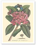 Plumeria - Flore Roseo Odoratissimo - Frangipani - c. 1749 - Fine Art Prints & Posters