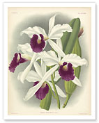 Laelia Orchid (Laelia Purpurata Lindi) - Book Plate #282 from Lindenia Iconographie des Orchidées - Giclée Art Prints & Posters
