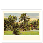 Hawaiian Islands - Tropical Garden - c. 1910 - Fine Art Prints & Posters