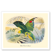 Yellow-Crowned Amazon Parrot (Amazona ochrocephala) - c. 1857 - Fine Art Prints & Posters