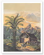 African Oil Palm (Elaeis Guineensis) - Organ Mountains, Brazil - c. 1861 - Giclée Art Prints & Posters
