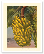 Bananas from the Hawaiian Islands - c. 1920 - Fine Art Prints & Posters