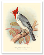 Red Crested Cardinal (Paroaria coronata) - c. 1899 - Fine Art Prints & Posters